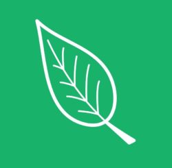 leaf icon
