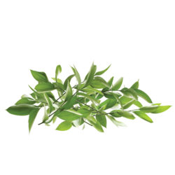 Hedge clippings