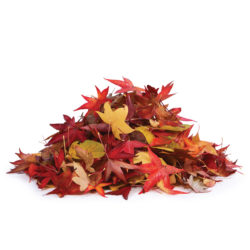 Leaves
