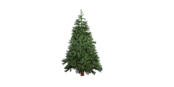 Christmas tree branches falling off