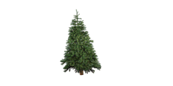 Christmas tree pine needles turns brown and tree topples over