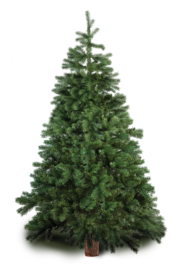 Real Christmas tree