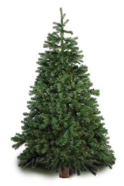 Real Christmas tree