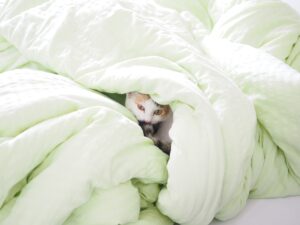 Cat In Duvet