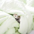 a cat under duvet