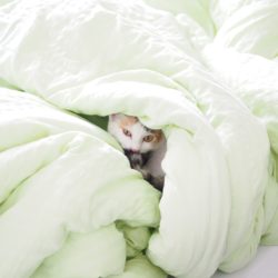 a cat under duvet