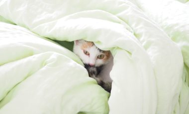 a cat under duvet