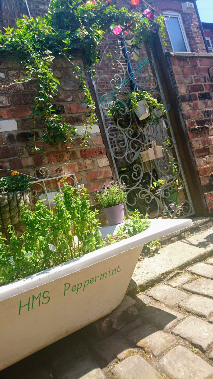 Peppermint growing in a bathtub