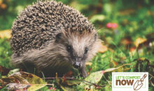 Hedgehog in a garden