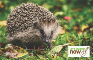 hedgehog 1 e1612544642245