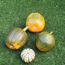 4 pumpkins on a lawn