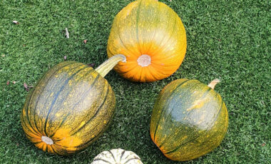 4 pumpkins on a lawn