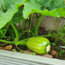Growing pumpkin