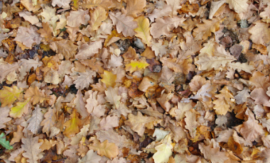 Pile of Oak tree leaves