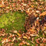 A person raking leaves from a lawn