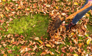 Raking Leaves