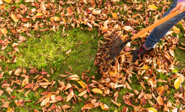 A person raking leaves from a lawn