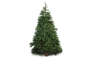Christmas Tree Real Web