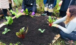 Lady planting