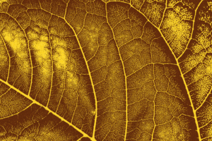 Leaf bg 7 seasonal autumn