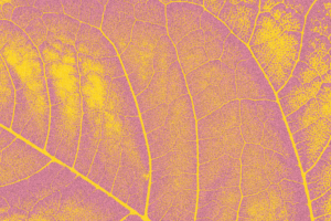 Leaf bg 8 seasonal spring