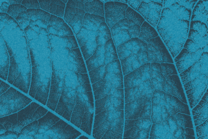 Leaf bg 9 seasonal winter